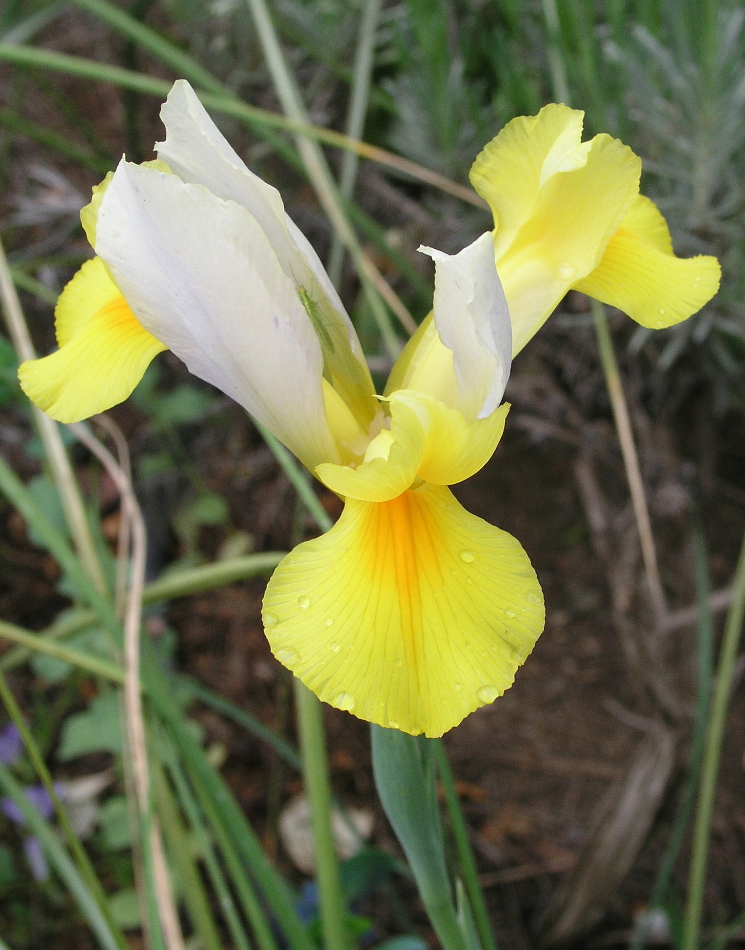 Dutch Iris yellow and white