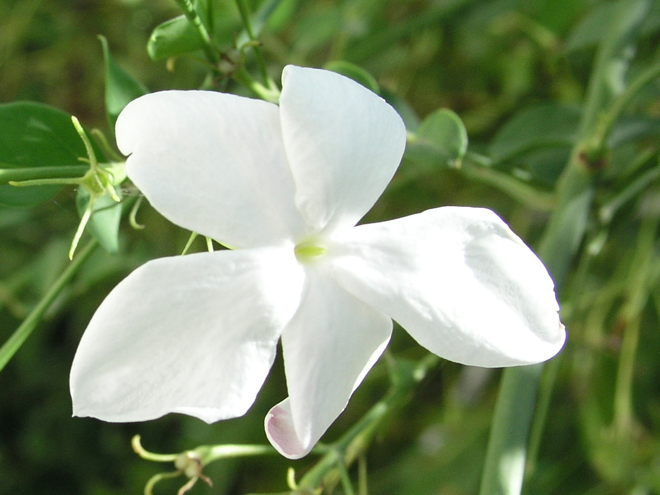 Jasminum officinale white